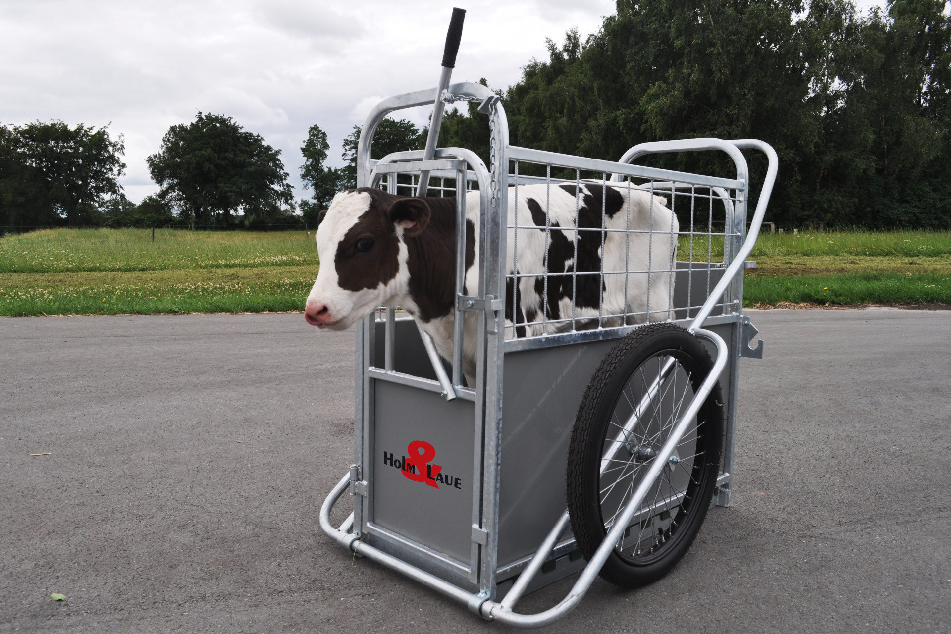 Kalf in een CalfBuggy