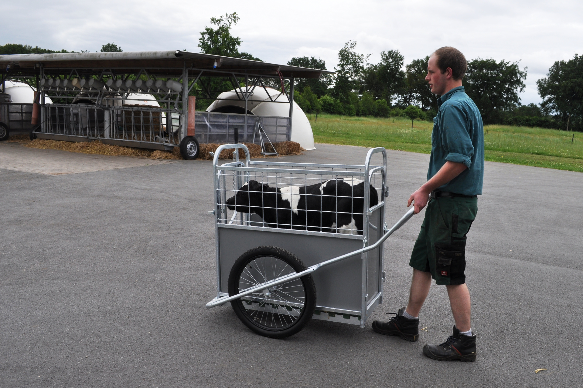 Теленка везут по ферме в тележке CalfBuggy.