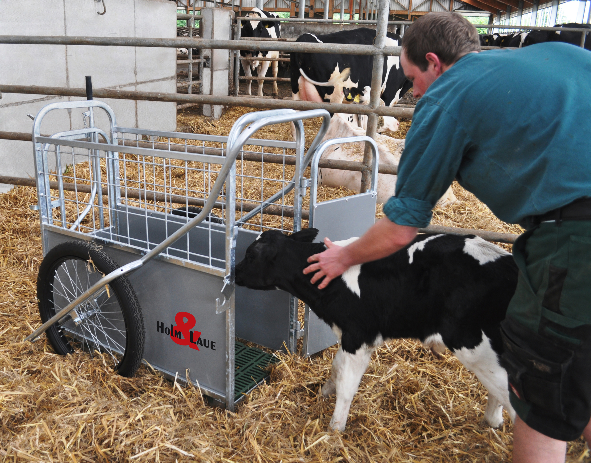 CalfBuggy Kalf wordt in de CalfBuggy geleid.
