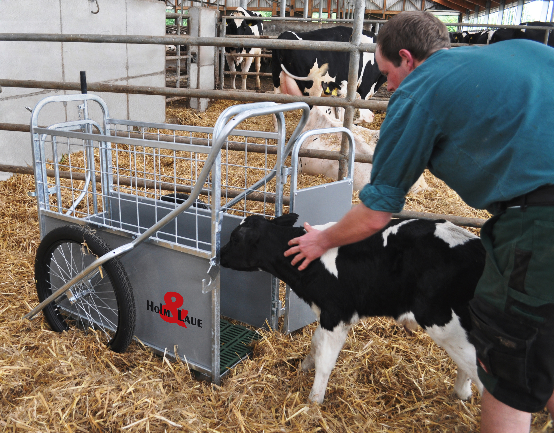 Un veau est conduit dans le CalfBuggy.