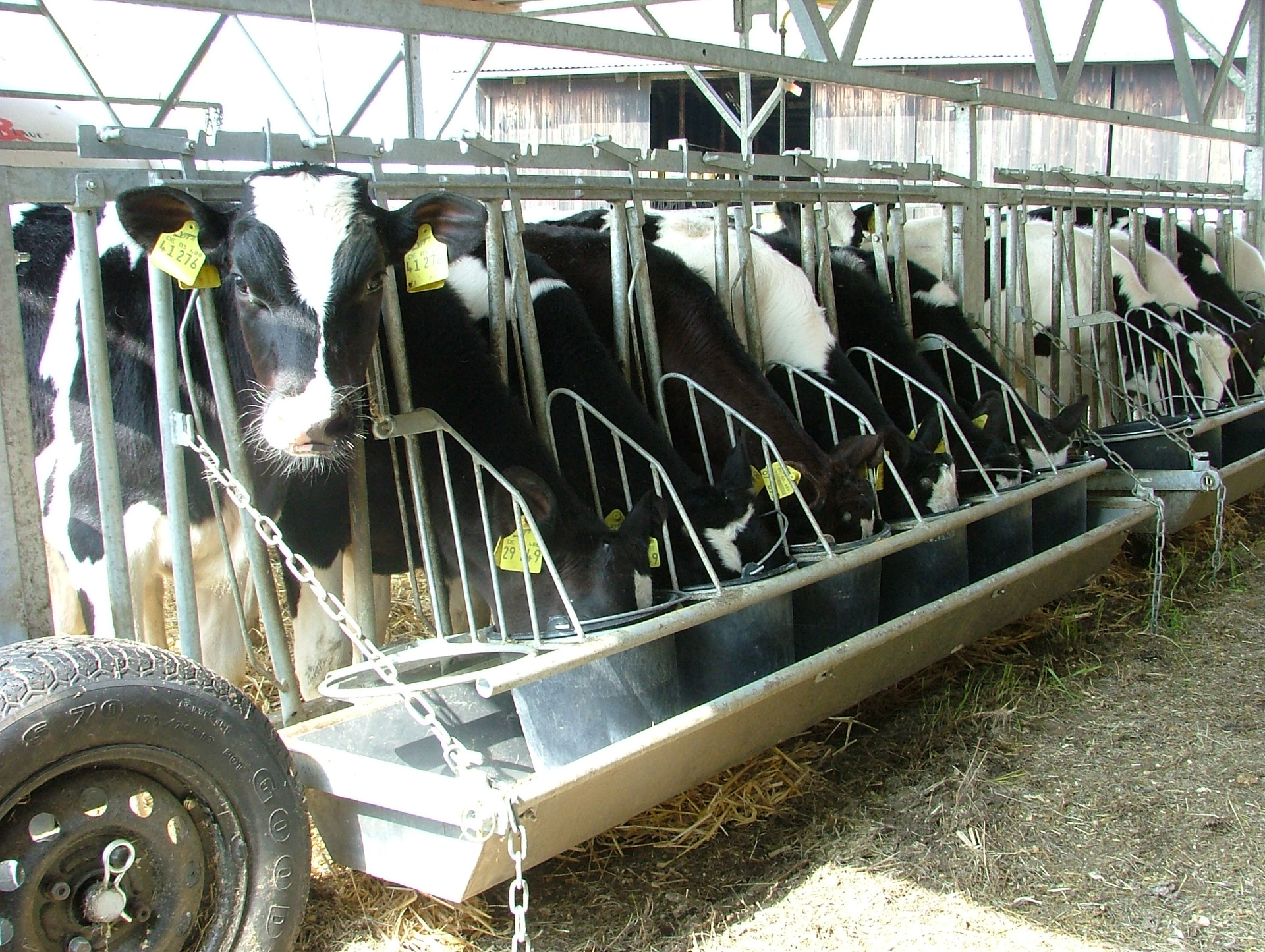 Des veaux mangeant au cornadis avec bac