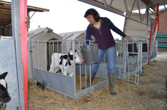 Une femme quitte le box pour veaux tandis que le veau continue à boire tranquillement.