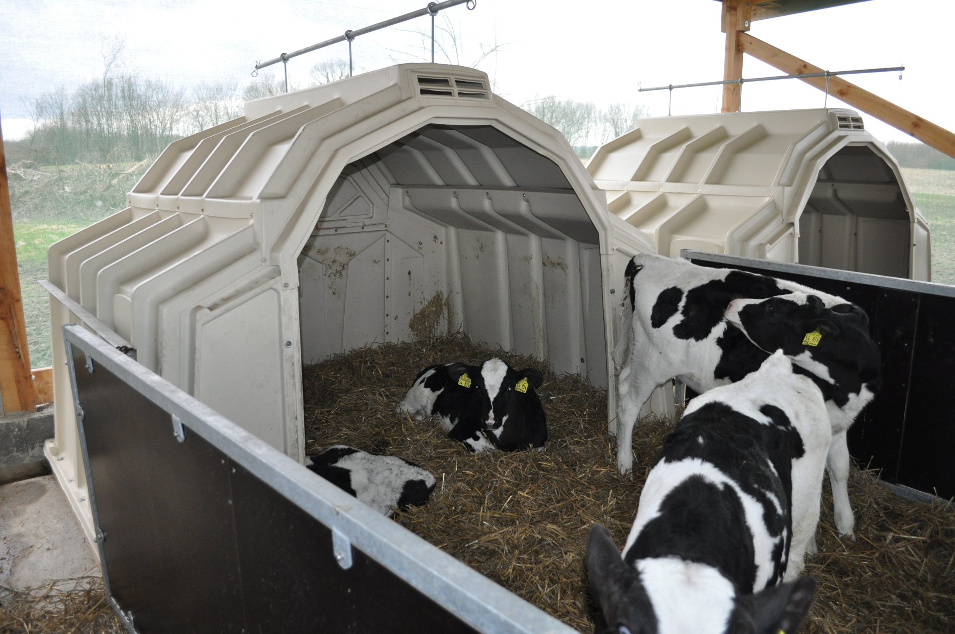 Four calves in a MultiMaxVeranda