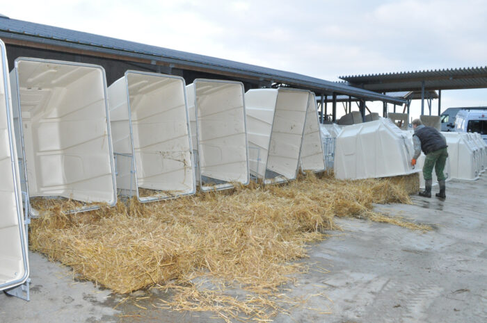 Folded-up hutches of a CalfGarden