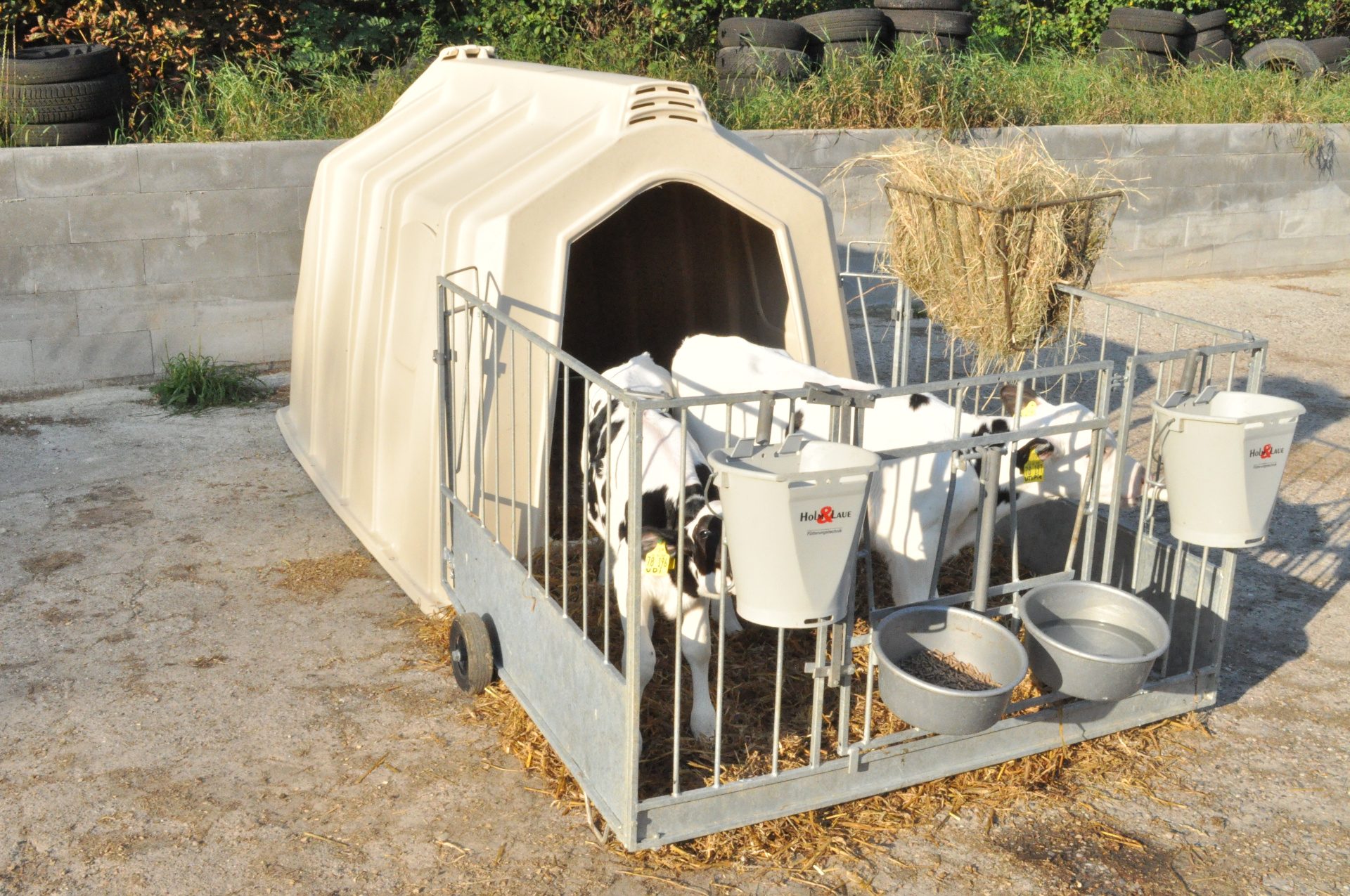 Two calves in the TwinHutch feeding simultaneously