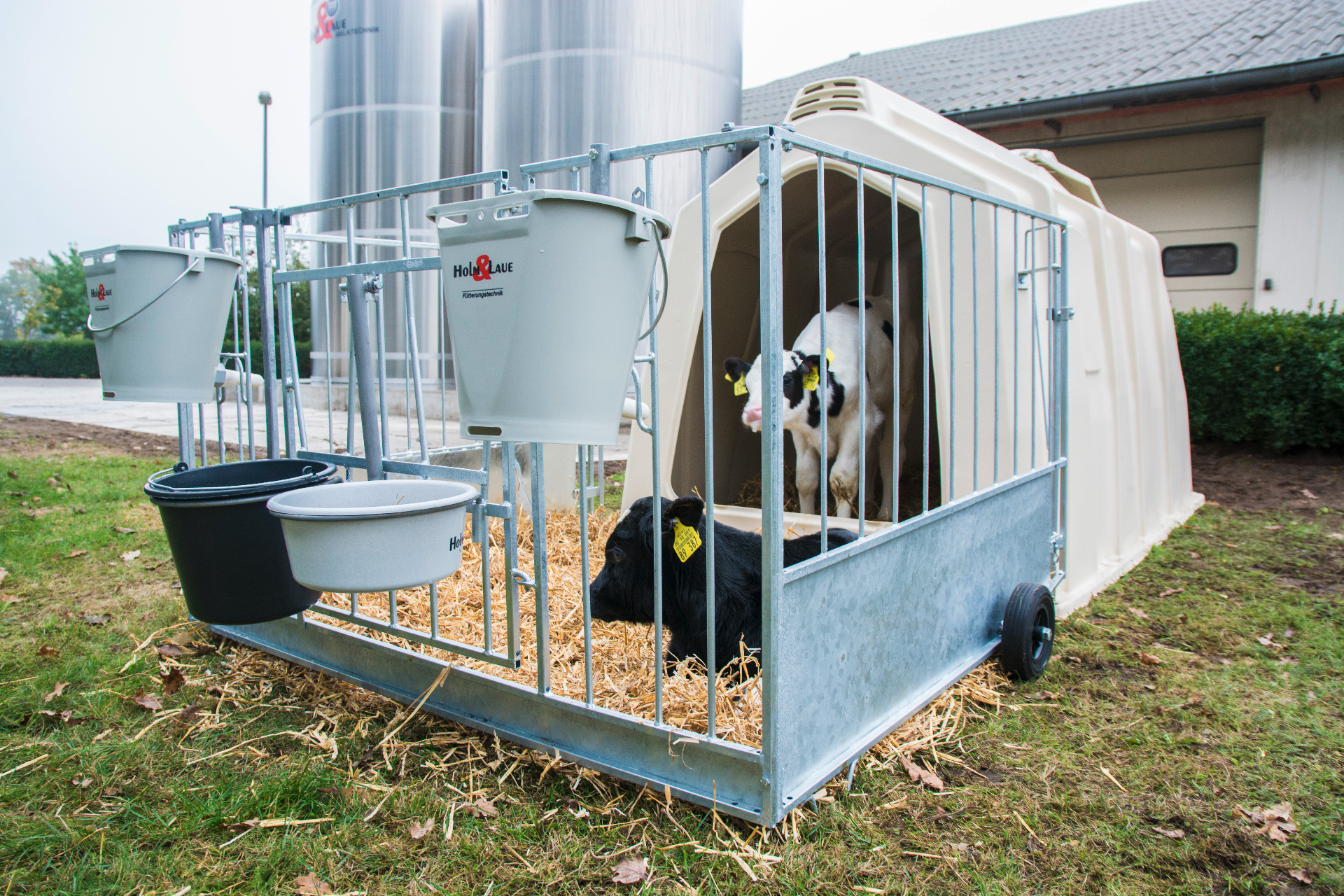 Two calves in the TwinHutch