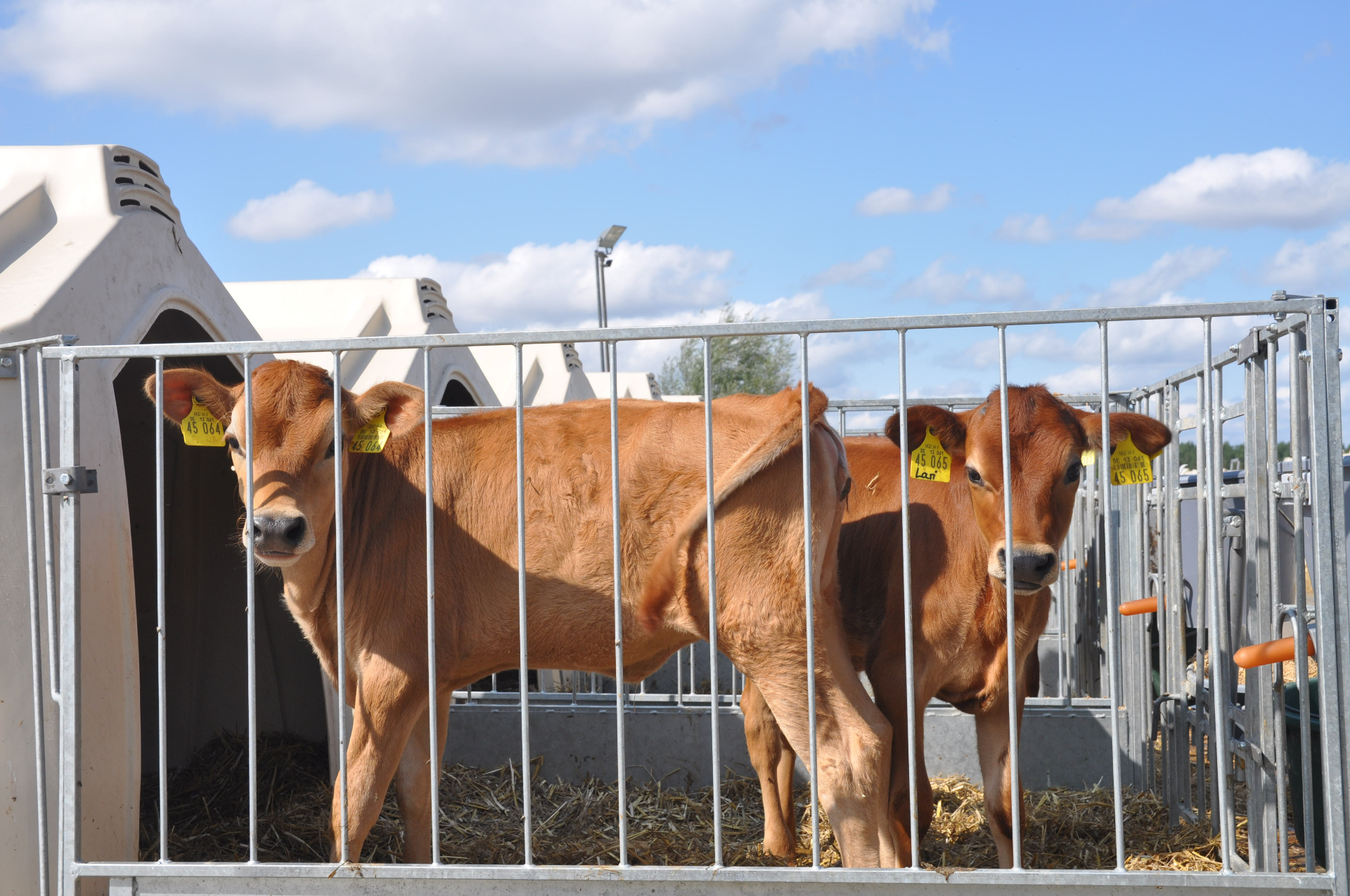 Calves in the TwinHutch