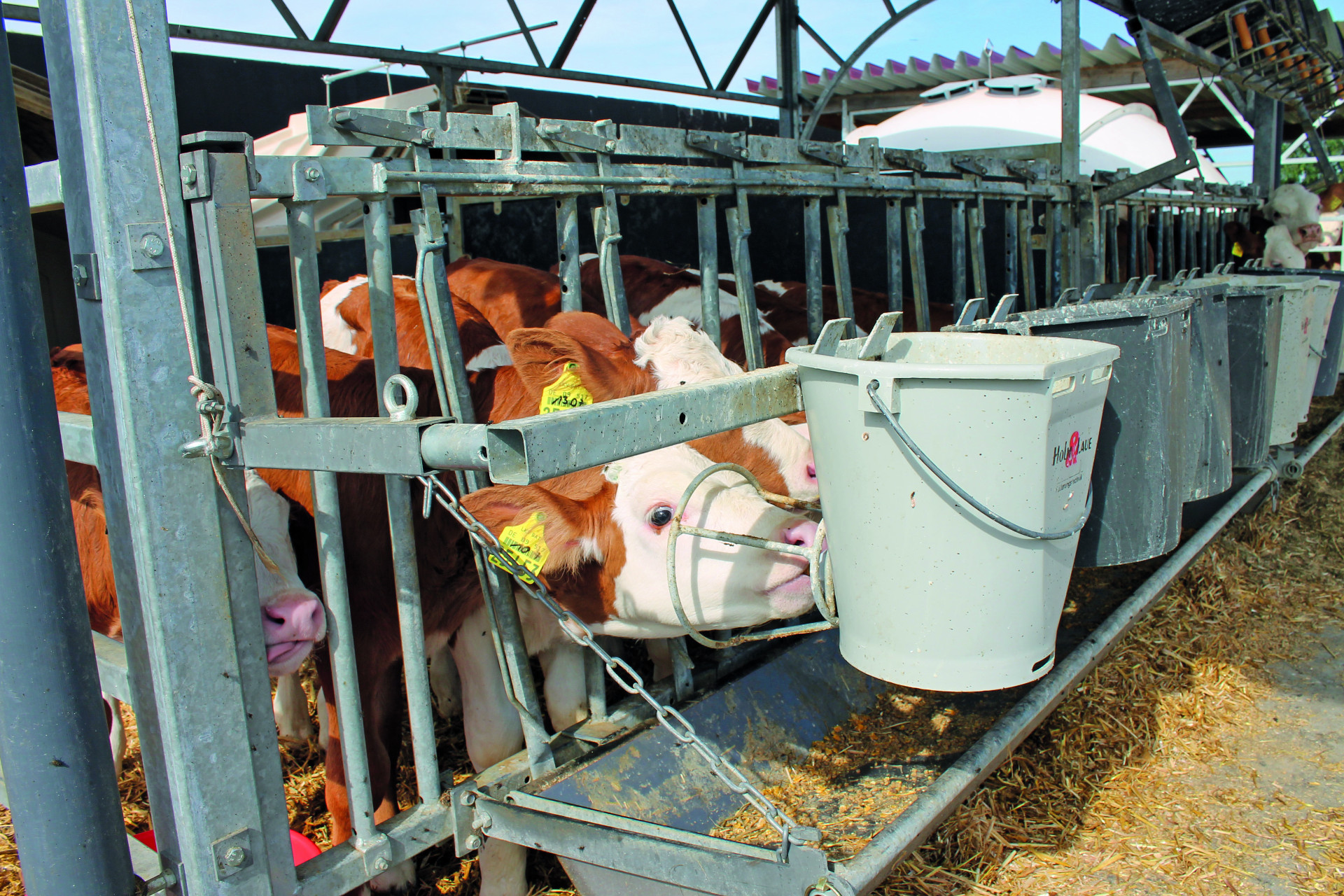 带橡皮奶头喂奶桶防护罩的采饲栅格上饮奶的犊牛