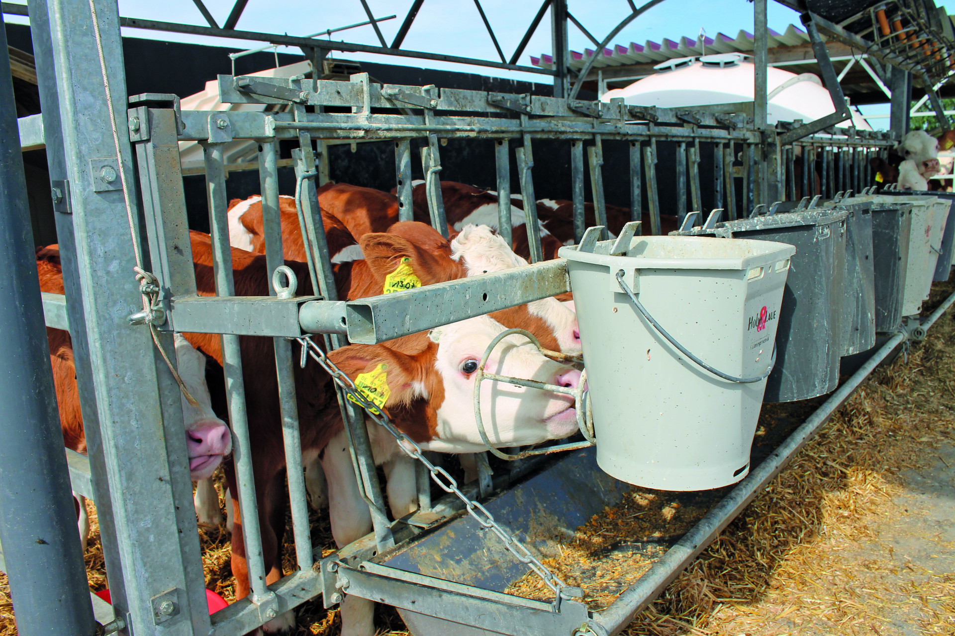 Des veaux tétant au cornadis avec panier de protection du seau-louve