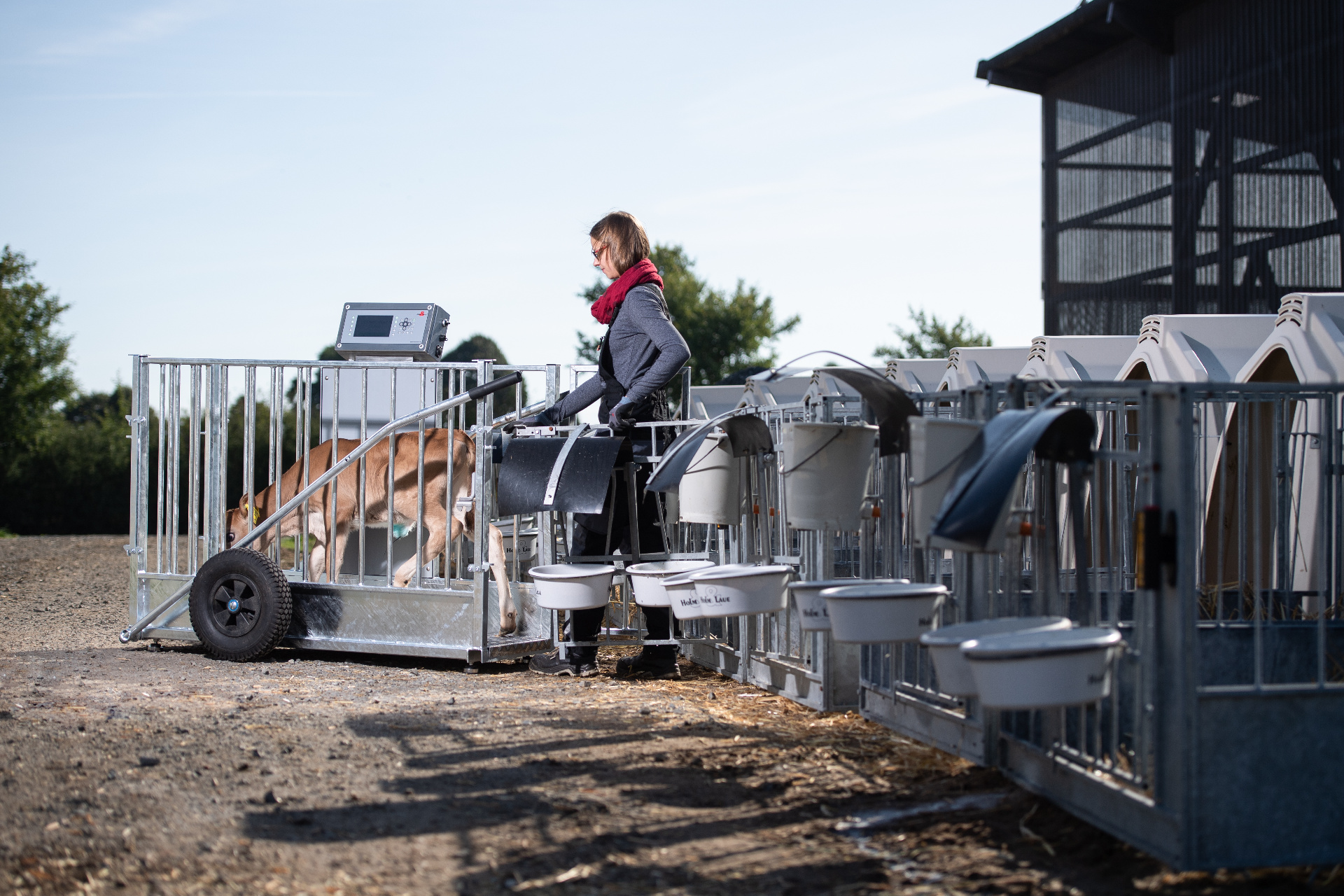 Kalf dat vanuit het individuele hok in de mobiele weegschaal wordt geleid