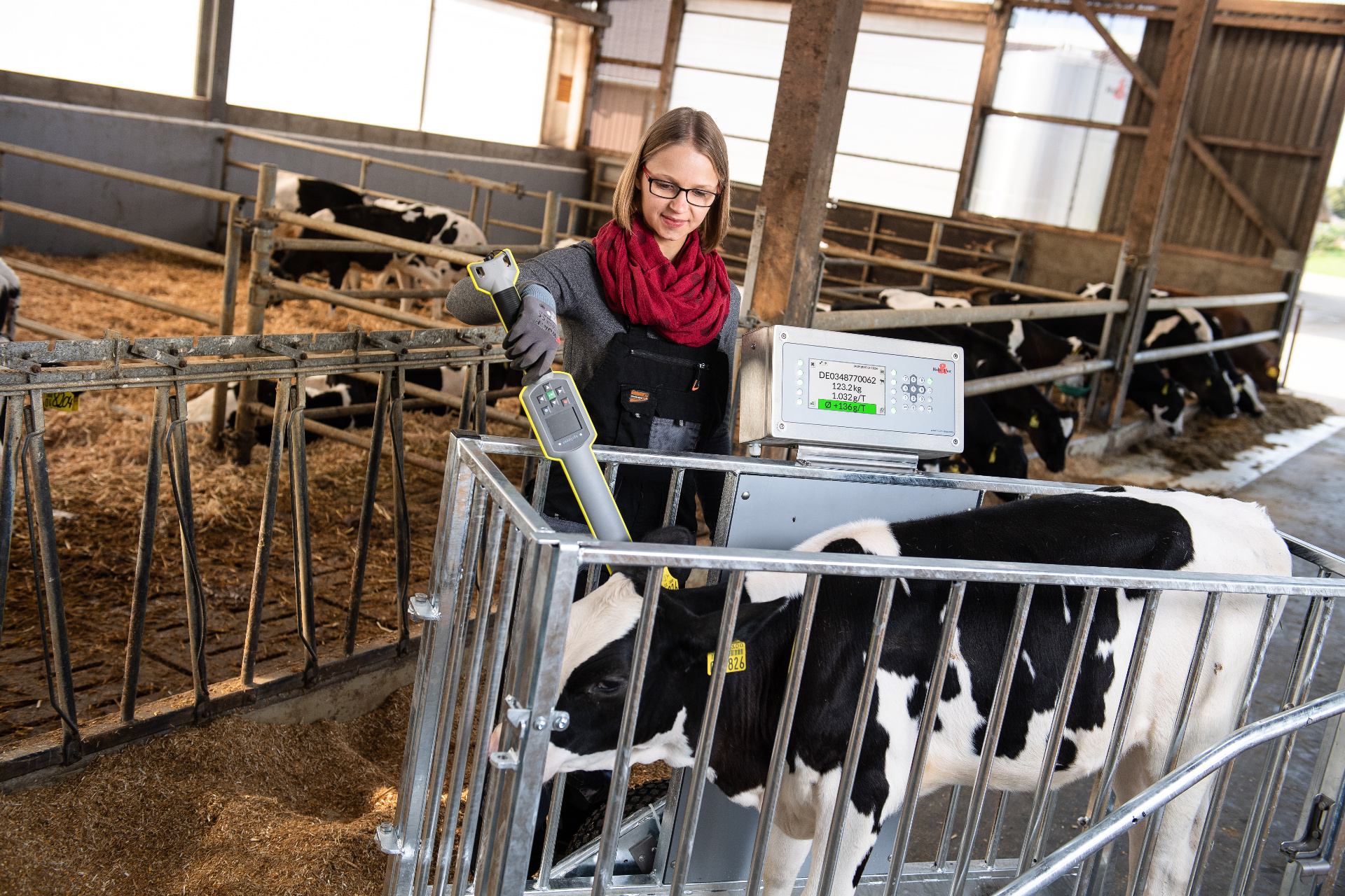 Calf in the mobile weighing scales, recognition by means of the stick reader