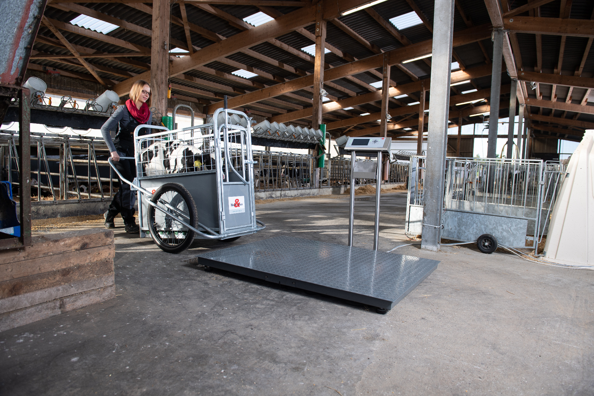 Le CalfBuggy avec le veau est poussé sur la balance à plateau stationnaire.