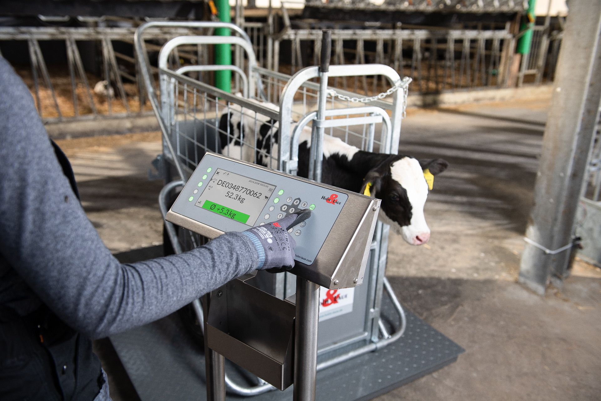 Display operation on the platform weighing scales