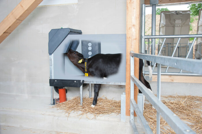 Op deze foto is een kalf te zien dat in het HygiëneStation drinkt.