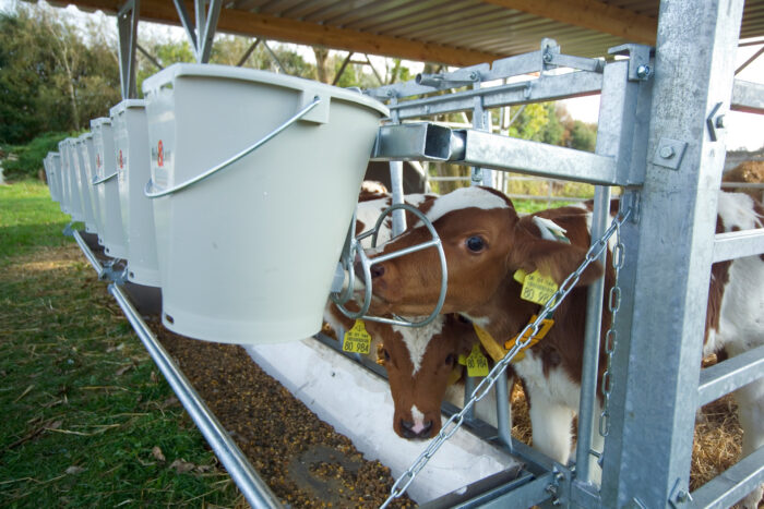 Questa immagine mostra un primo piano della rastrelliera per mangiatoia della veranda dell’igloo. Un vitello beve al secchiello con tettarella con un cestino di protezione per evitare la sottrazione di latte.