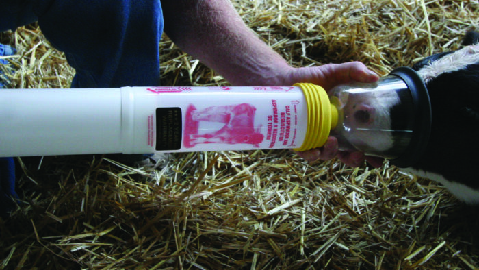 Questa immagine mostra un vitello appena nato con un salva vitelli. Il salva vitelli aspira il liquido amniotico dalle vie respiratorie.