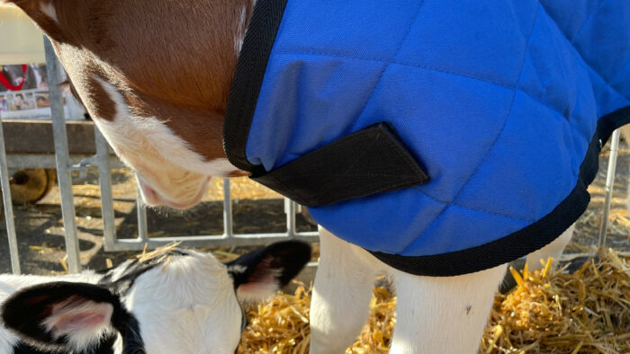 Two calves on straw. One with a calf jacket