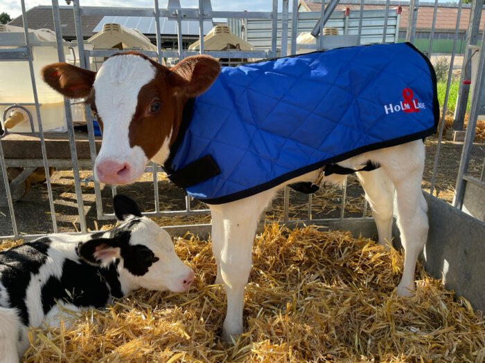 Two calves on straw. One with a jacket
