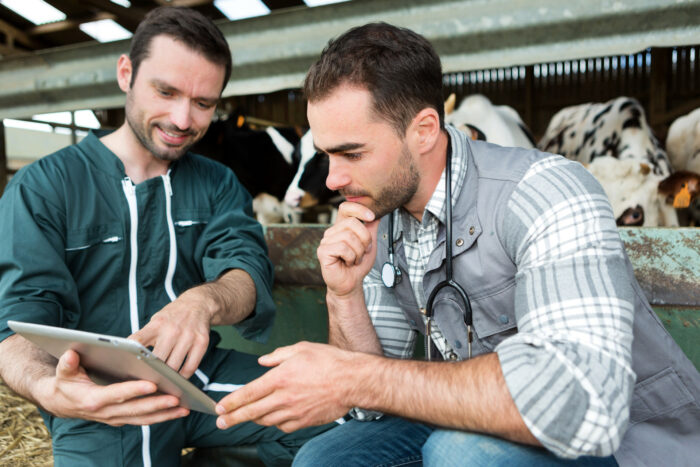 L'agriculteur montre au vétérinaire les excellents résultats obtenus dans l’étable à veaux