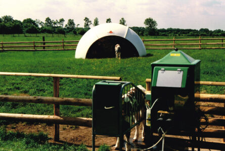 Calf feeder on the meadow