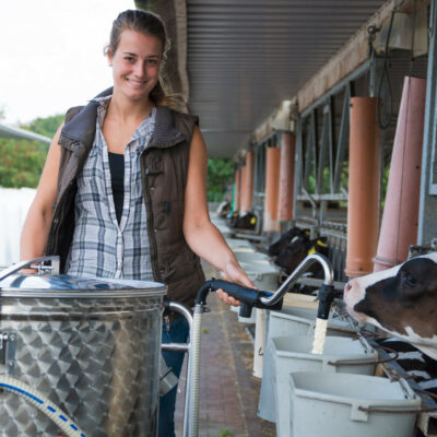 Woman is feeding calves