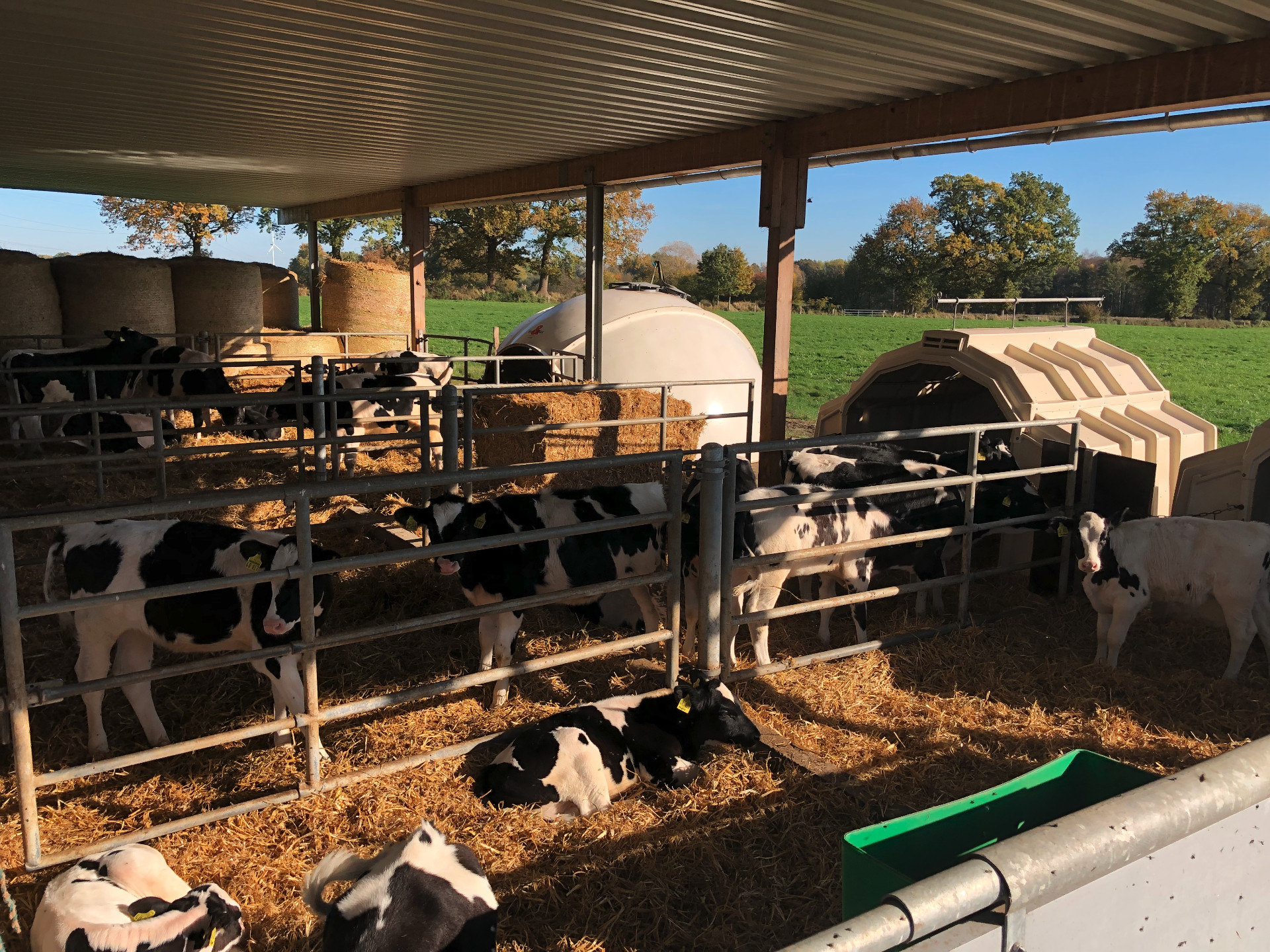 犊牛根据气候条件决定呆在哪里：在圆顶牛舍里或在户外。