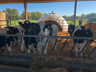 Happy calves with excellent growth