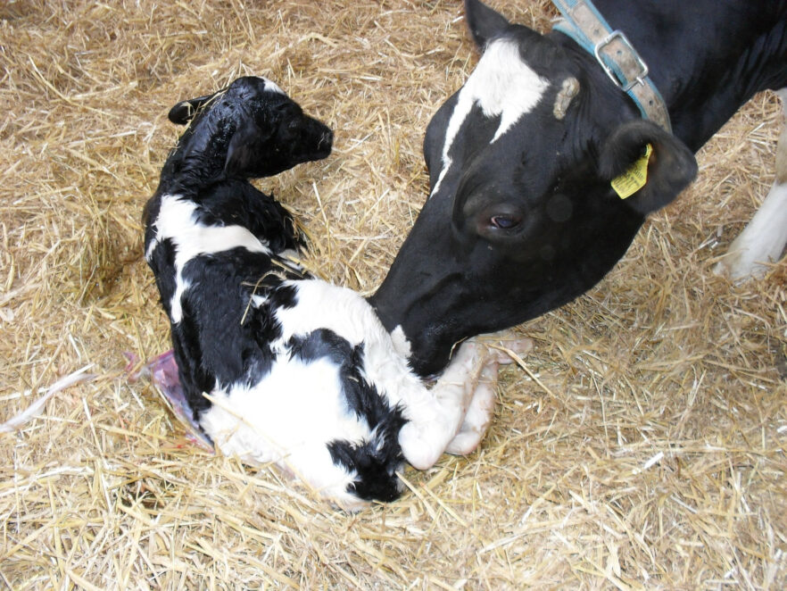 Ternero recién nacido siendo lamido por su madre