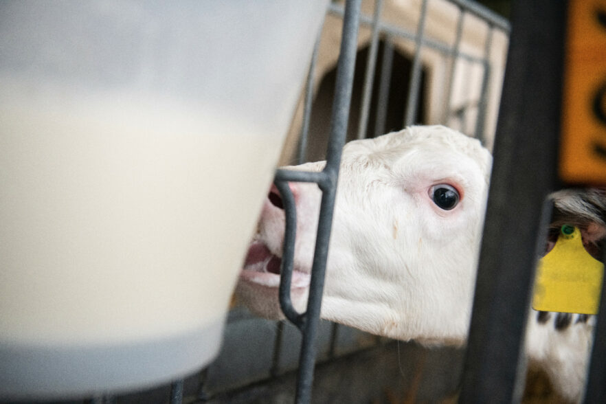 一头犊牛在奶桶边喝奶