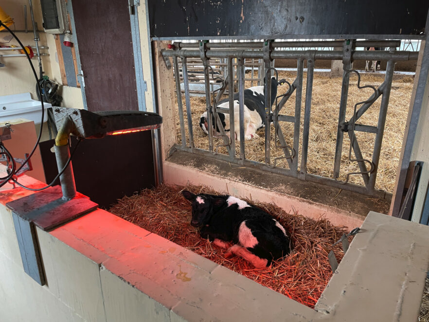 Cuddlebox for newborn animals