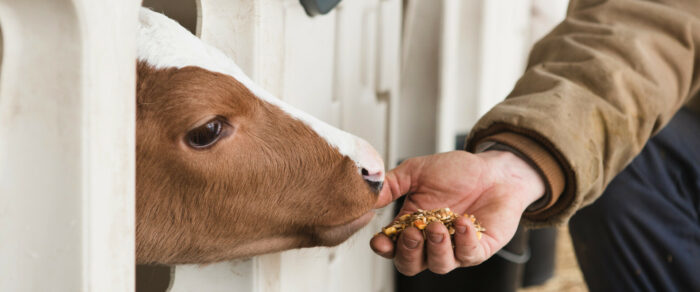Kalf vreet krachtvoer
