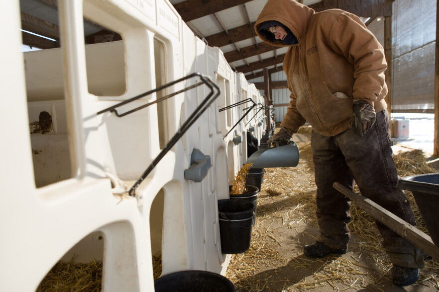 Agriculteur nourrissant avec une pelle