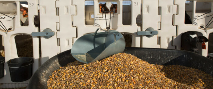 Voerschep ligt op het krachtvoer