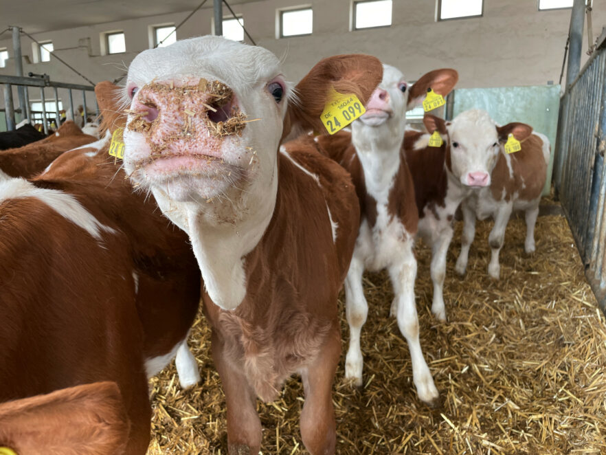 Feed residues on the mouth