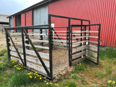 Transport cage for 5 calves