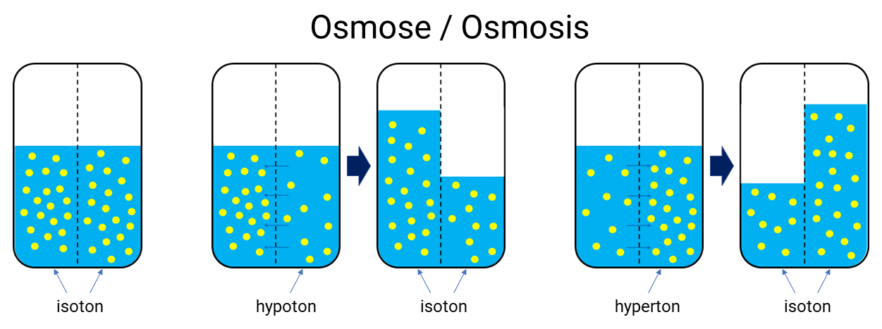 Grafische weergave van de osmose