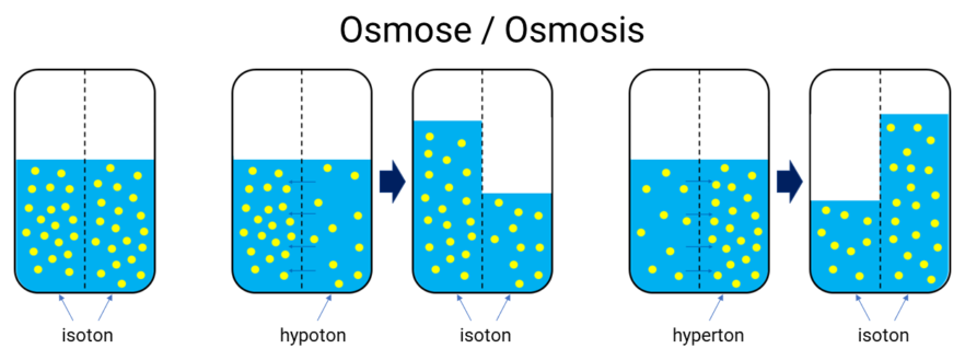 Grafisk framställning av osmos