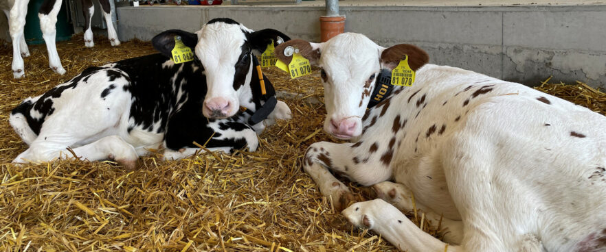 Two contented calves looking into the camera