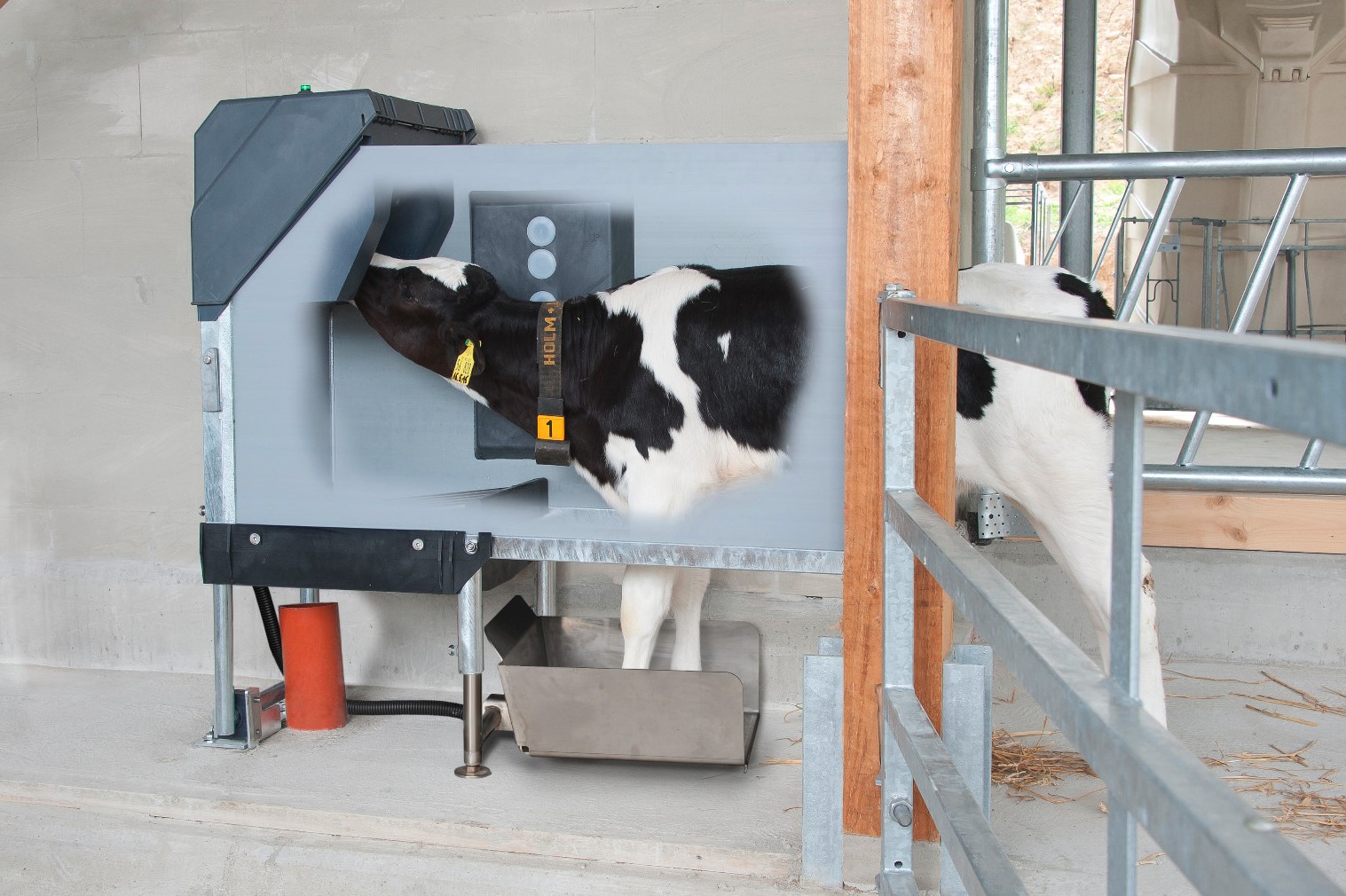 Un vitello beve nella stazione igienica con bilancia a piede anteriore