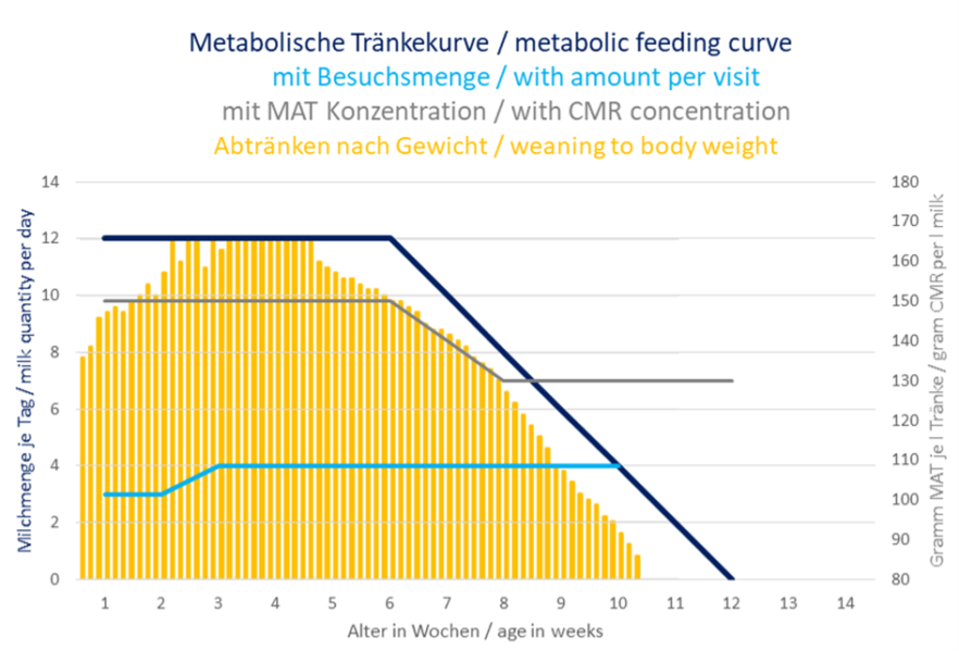 Weaning behaviour of a calf over a metabolic drinking curve when weaning by body weight.