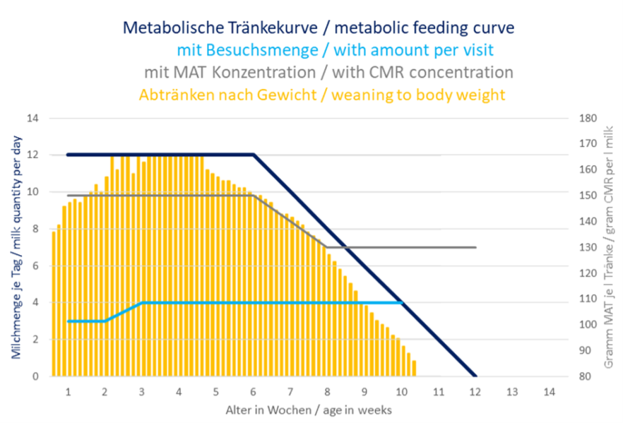 Avvänjningsförhållande för en kalv vid metabolisk dryckeskurva vid avvänjning efter kroppsvikt.