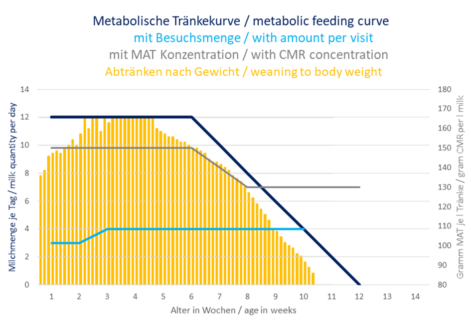 Comportamiento de retirada de leche según el peso corporal de un ternero con una curva de alimentación metabólica.