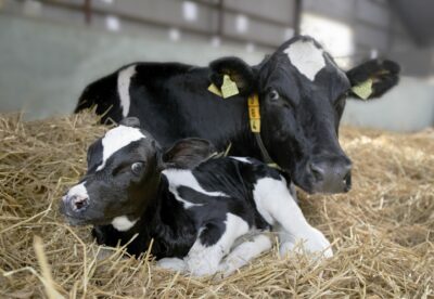 Newborn calf in front of its mother