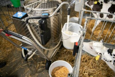 Le veau boit au seau pendant que le Taxi-Lait le remplit