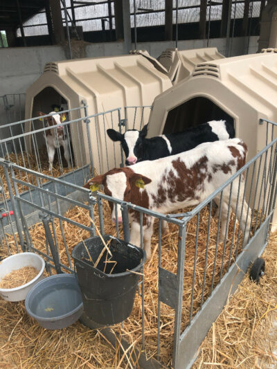 Élevage en couple dans la TwinHutch