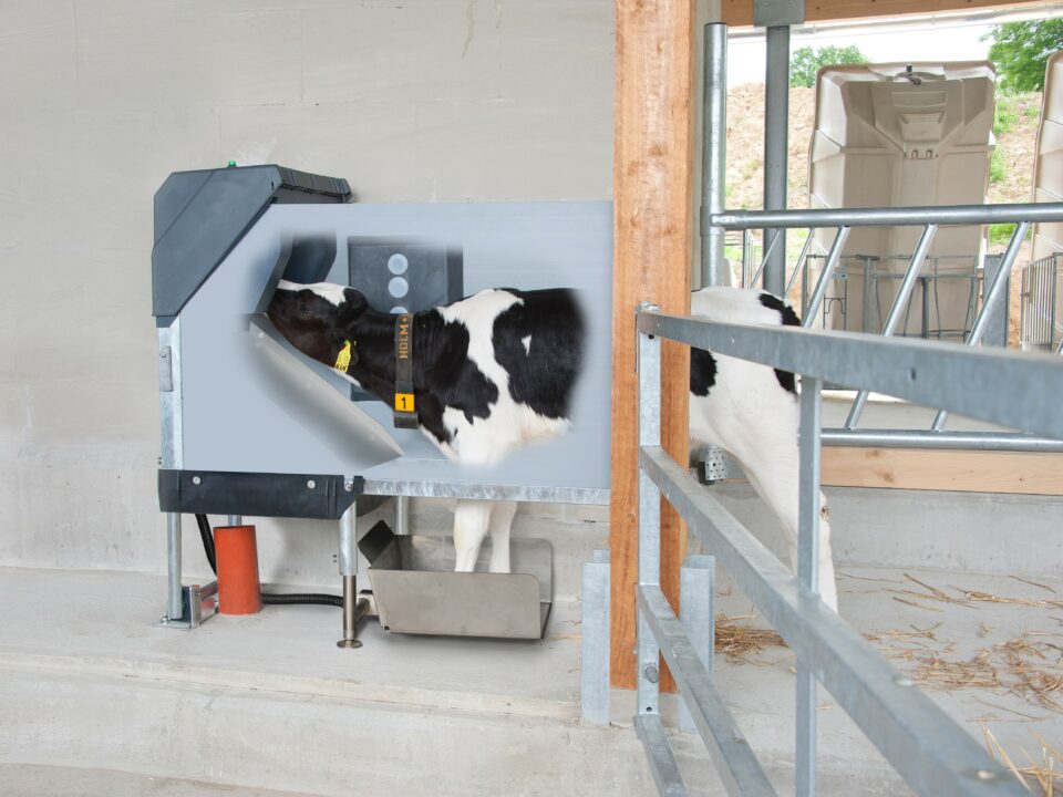 6 Holstein Calf drinking_Waage QuickDrain