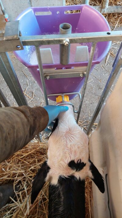 Il vitello viene addestrato a bere dal secchio con tettarella