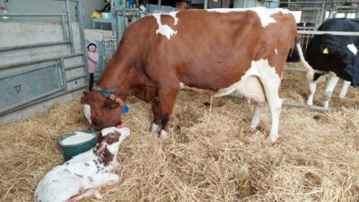 Red-pied cow drinking, newborn calf lying in front of her