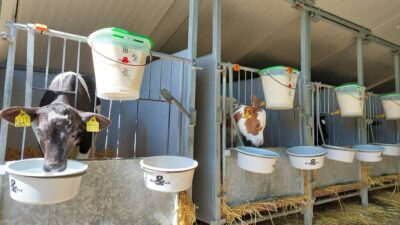 Kalvboxar med hinkar med mjölk och vatten