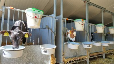 Boxes à veaux avec seaux de lait et d’eau